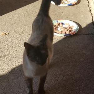 Image of Unknown, Found Cat