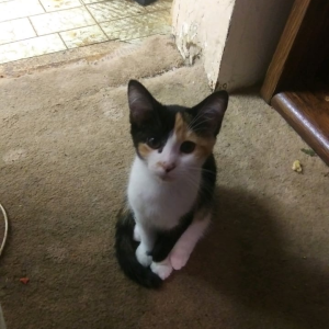 Lost Cat Gabbie