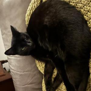 Image of Grim, Lost Cat