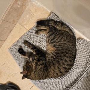 Lost Cat Magnolia