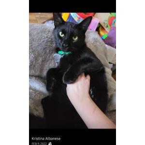 Image of Toriko, Lost Cat