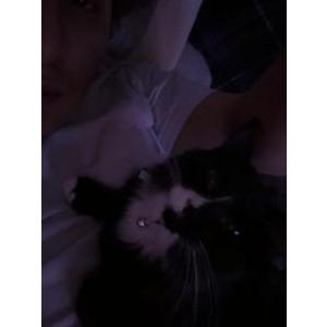 Lost Cat Milo
