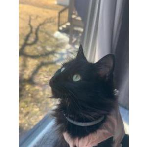 Image of Delilah, Lost Cat