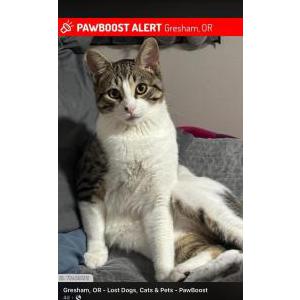 Lost Cat Kefer