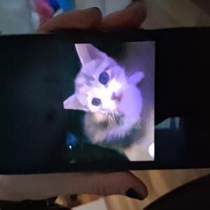 Image of Unknown, Lost Cat