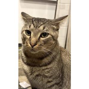 Lost Cat Forrest