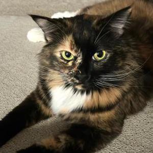 Image of Luna, Lost Cat