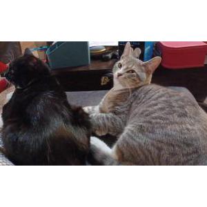 Image of BB- Baby Boy, Lost Cat
