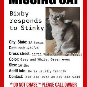 Lost Cat Stinky