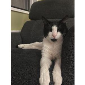 Lost Cat Panther