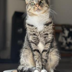 Image of Christof, Lost Cat