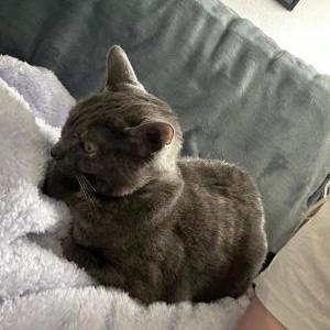 Lost Cat Violet