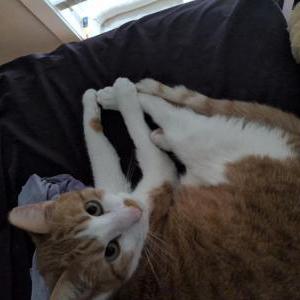 Lost Cat Tiger