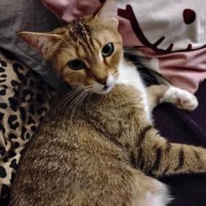 Lost Cat Lucky
