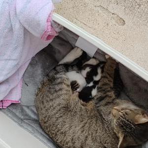Lost Cat Unknown Strays
