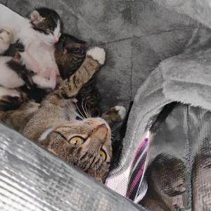 2nd Image of Unknown Strays, Lost Cat