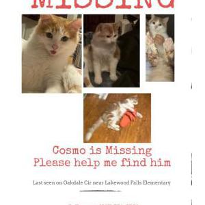 Lost Cat Cosmo