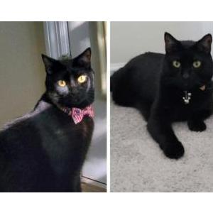 Image of Mickey, Lost Cat