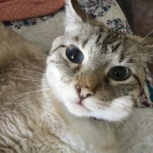 Image of Marie, Lost Cat