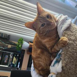 Lost Cat Lucky