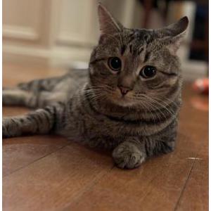 Image of Jimmy, Lost Cat