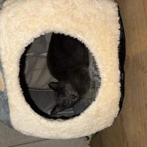 Image of Unknown, Found Cat