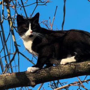 Lost Cat Chachi