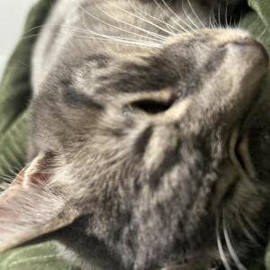Lost Cat addams