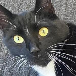 Lost Cat Chester