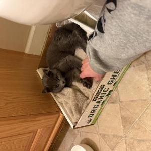 Found Cat Unknown