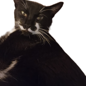 Lost Cat Chip or Chippy