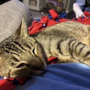 Lost Cat Ziggy