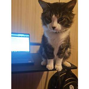 Image of johnboy, Lost Cat