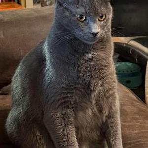 Image of Ozzy, Lost Cat