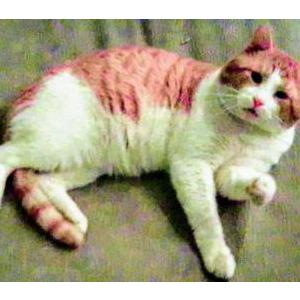 Image of Rascal, Lost Cat