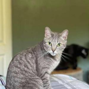 Lost Cat Nala