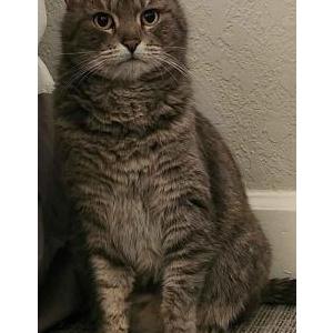 Lost Cat Marya