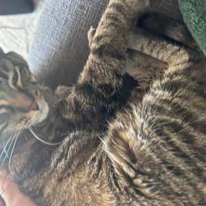 Lost Cat Zuki