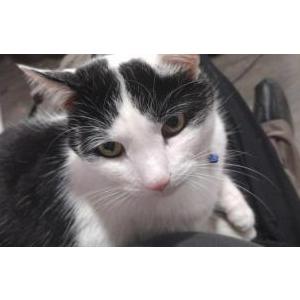 Image of Domino, Lost Cat