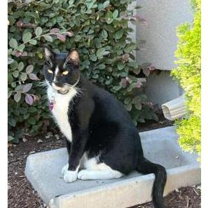 Image of Tommy, Lost Cat