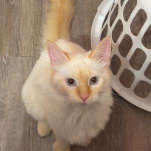 Image of Ninny, Lost Cat