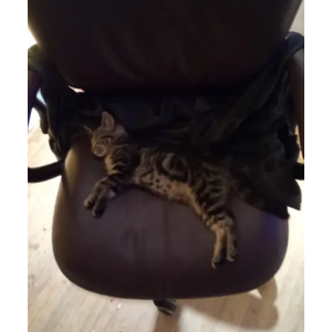 Lost Cat Lolita