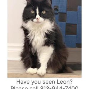 Lost Cat Leon