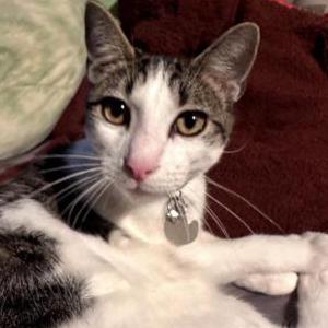 Lost Cat Niccolo