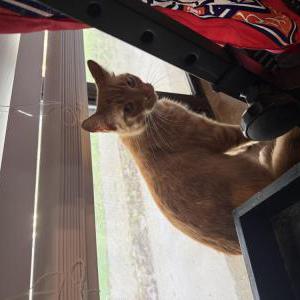 Lost Cat Gilbert