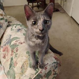 Found Cat Unknown
