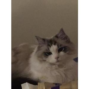Image of Cookies, Lost Cat