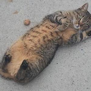 Lost Cat Bella