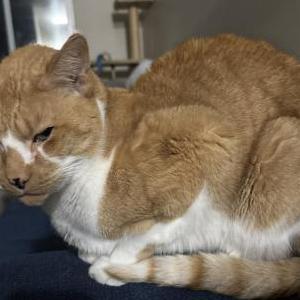 Lost Cat Artie