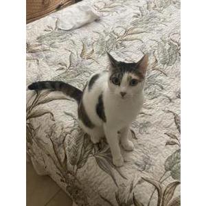 Image of Michi, Lost Cat